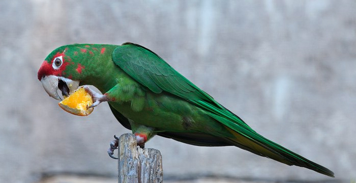 Reino das aves Papagaios, tipos de papagaios