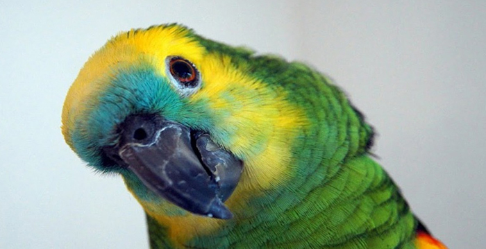 Reino das aves Papagaios, tipos de papagaios