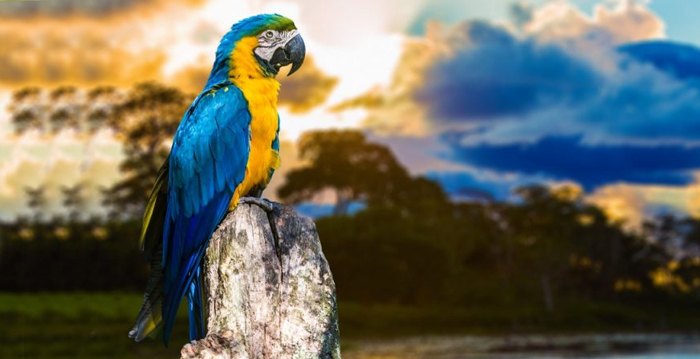 Reino das aves Papagaios, tipos de papagaios