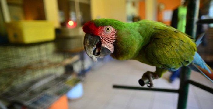 Reino das aves Papagaios, tipos de papagaios