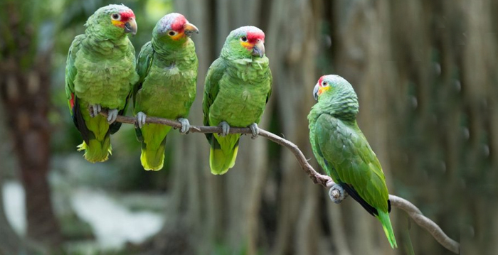 Reino das aves Papagaios, tipos de papagaios
