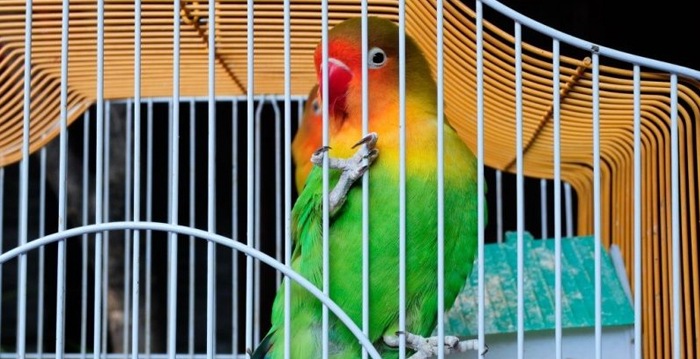 Reino das aves Papagaios, tipos de papagaios