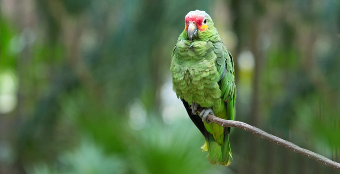 Reino das aves Papagaios, tipos de papagaios