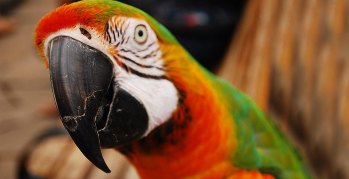 Reino das aves Papagaios, tipos de papagaios