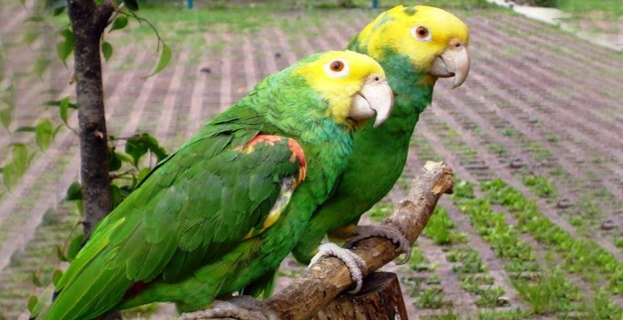 Reino das aves Papagaios, tipos de papagaios