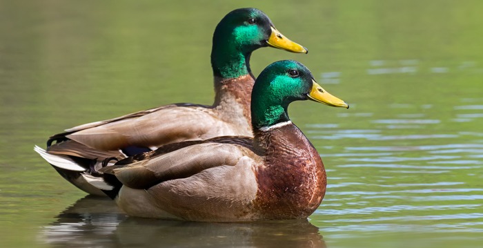 Reino das aves Patos