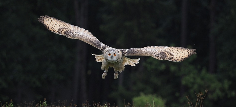 corujas lindas, Reino das aves corujas