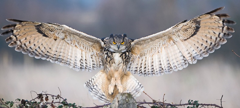 Reino das aves corujas, tipos de corujas