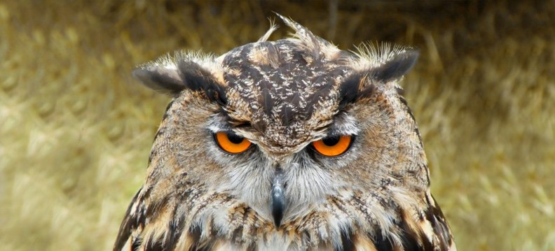 Reino das aves Corujas, corujas ou mochos