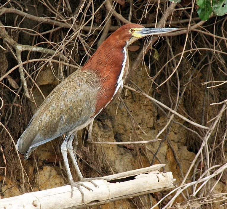 Socó-boi (Tigrisoma lineatum)