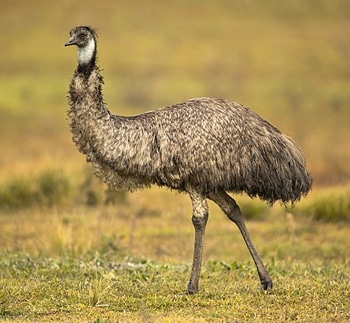 aves que não voam, reino das aves, Dromaius
