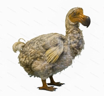 aves que não voam, reino das aves, Raphus cucullatus