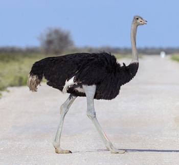 aves que não voam, reino das aves, Struthio camelus