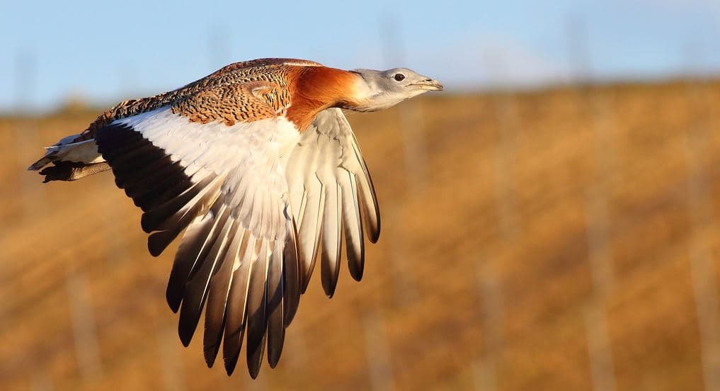 Os maiores aves do mundo, Abetarda Grande (Otis tarda)