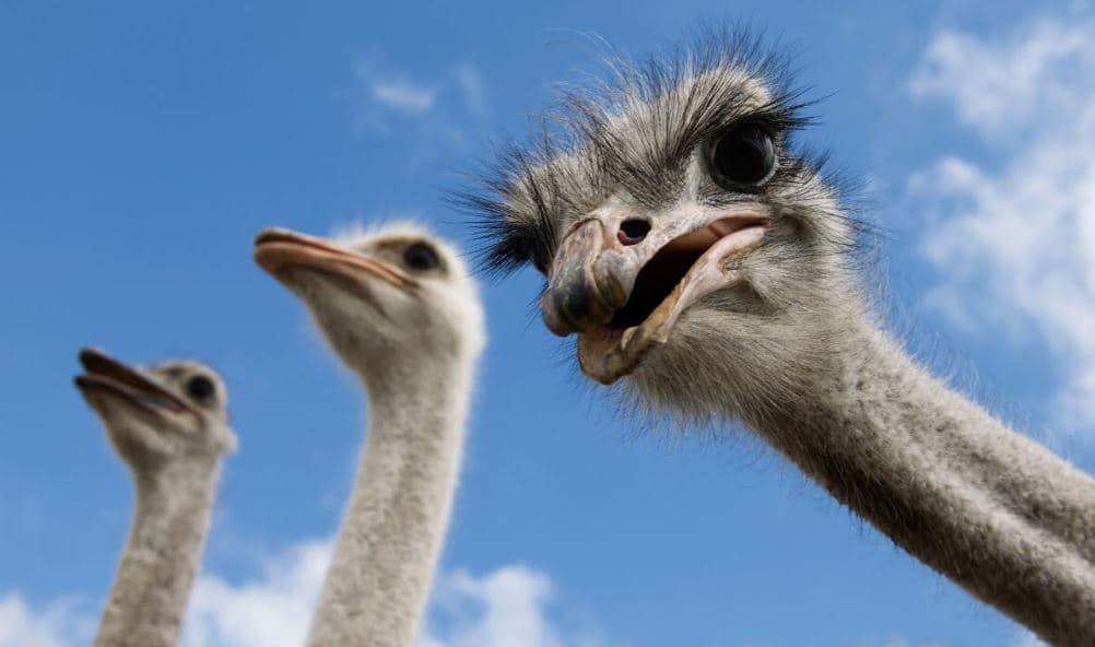 Os maiores aves do mundo, Avestruz (Struthio camelus)