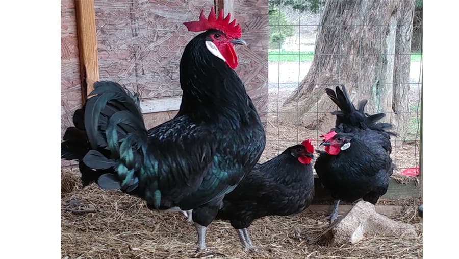 Tipos e Raças de Galinhas - Galinha Alsaciana