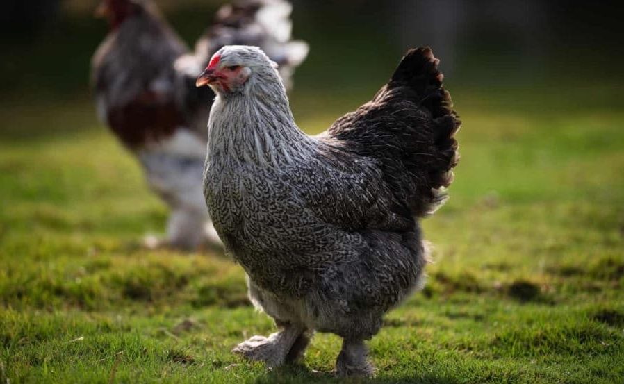 Tipos e Raças de Galinhas - Galinha Brahma enana