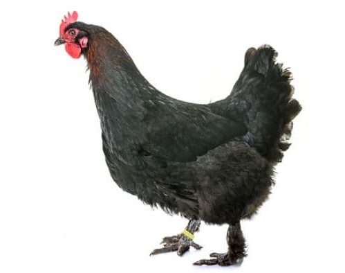 Tipos e Raças de Galinhas - Galinha Marans