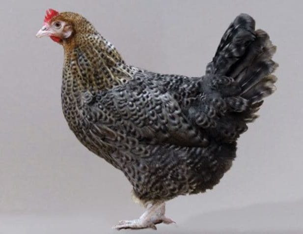 Tipos e Raças de Galinhas - Galinha Marans