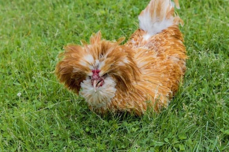 Tipos e Raças de Galinhas - Galinha Padovan