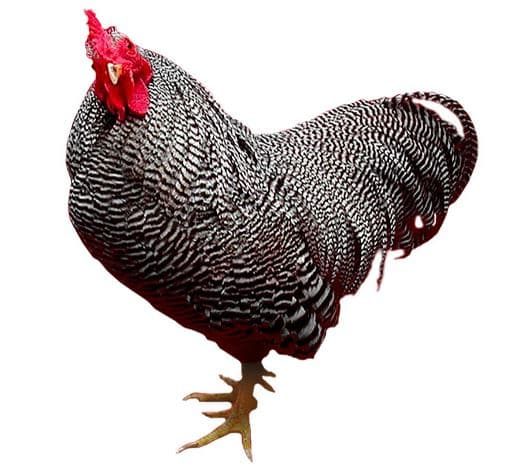 Tipos e Raças de Galinhas - Galinha Plymouth (1)