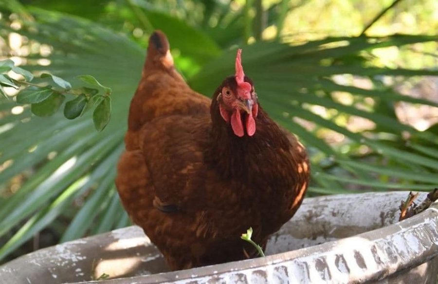 Tipos e Raças de Galinhas - Galinha Rhode Island