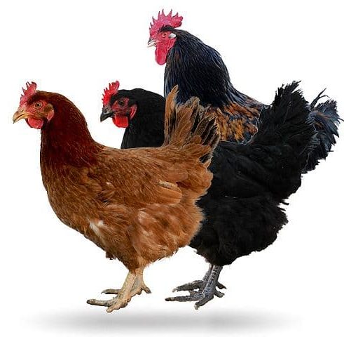 Tipos e Raças de Galinhas - Galinha Rhode Island