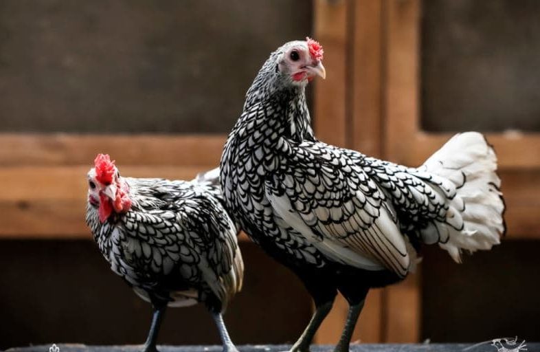 Tipos e Raças de Galinhas - Galinha Sebright