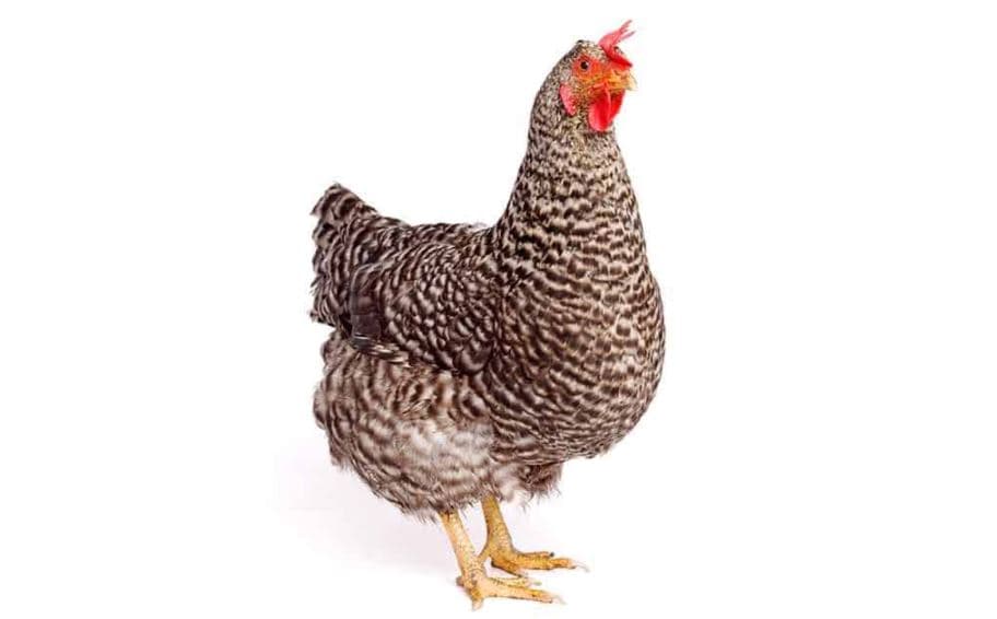 Tipos e Raças de Galinhas - Galinha Sussex 