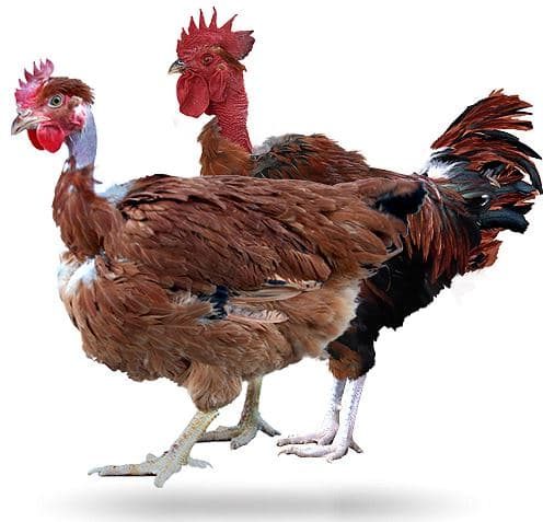 Tipos e Raças de Galinhas - Galinha de pescoço descalço