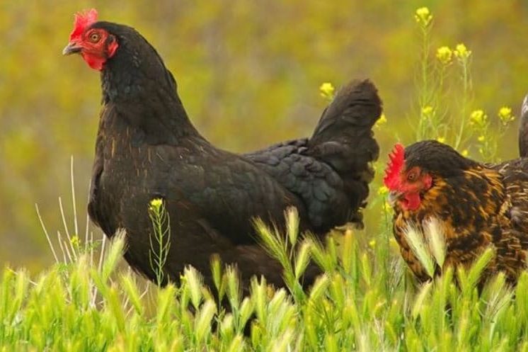 Tipos e Raças de Galinhas - Galinha preta do berry