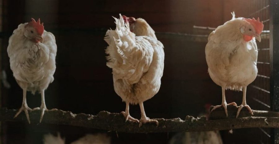 Tipos e Raças de Galinhas - Gallina Leghorn