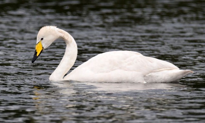 Cisne Cancioneiro (Cygnus cygnus)