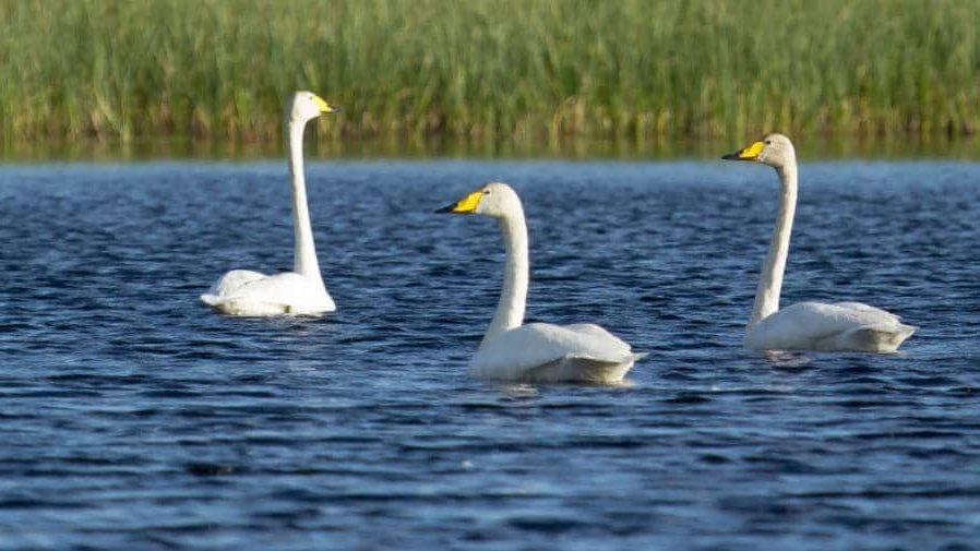 Cisne Cancioneiro (Cygnus cygnus)