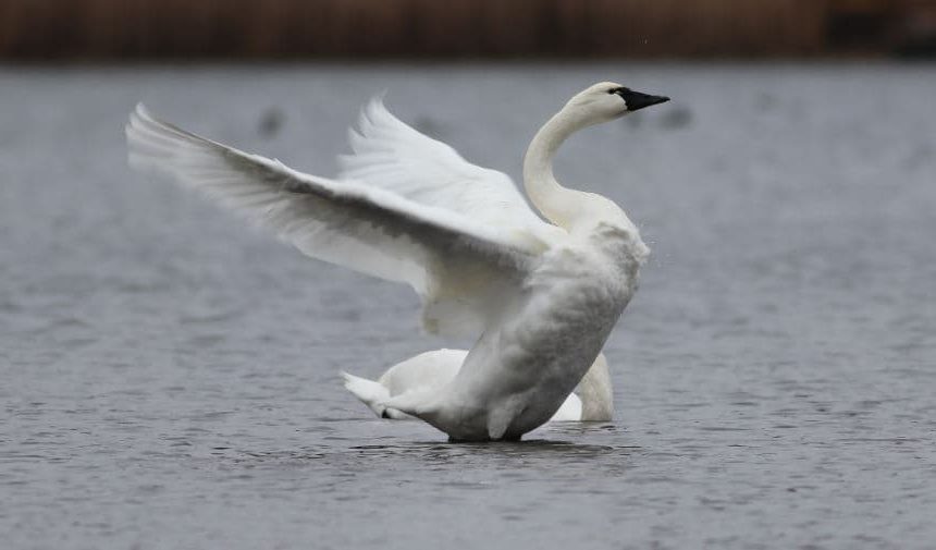 Cisne Menor ou Cygnus Columbianus