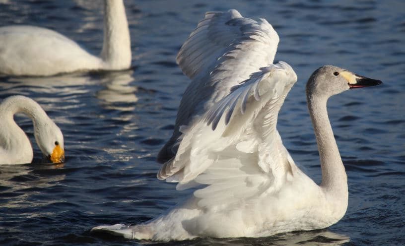 Cisne Menor ou Cygnus Columbianus