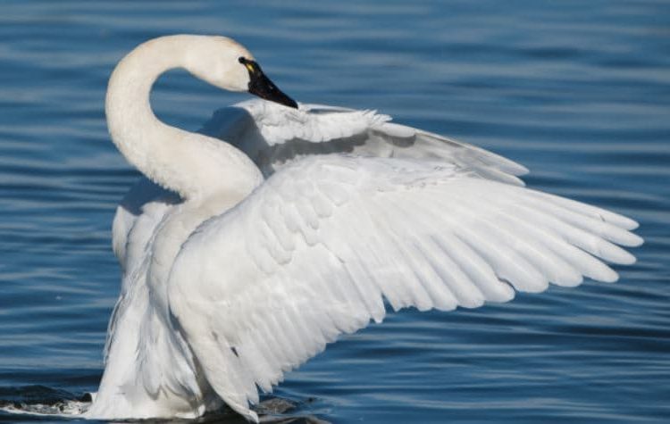 Cisne Menor ou Cygnus Columbianus