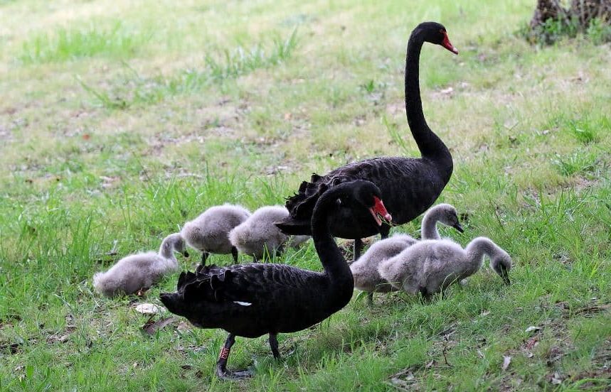 caracteristicas do Cisnes negros (Cygnus atratus)