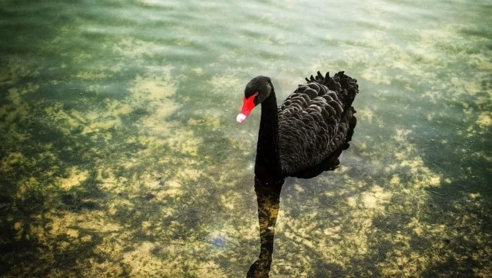 caracteristicas do Cisnes negros (Cygnus atratus)