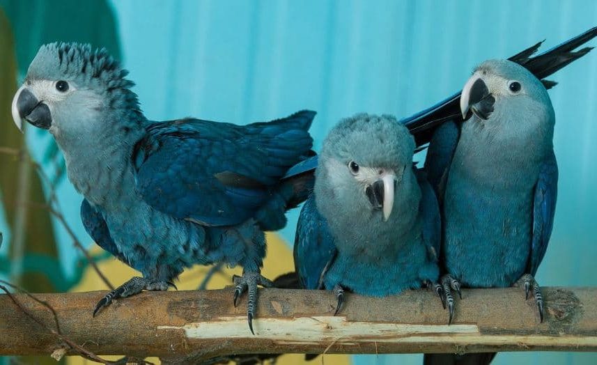 Arara de Spix, Ararinha-azul