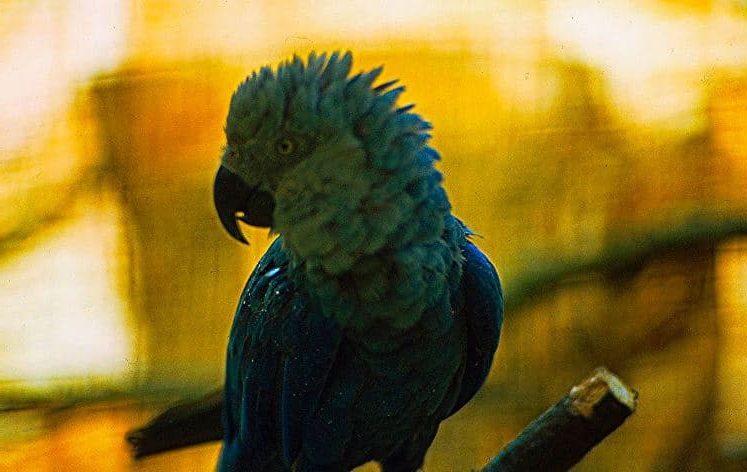 Arara de Spix, Ararinha-azul