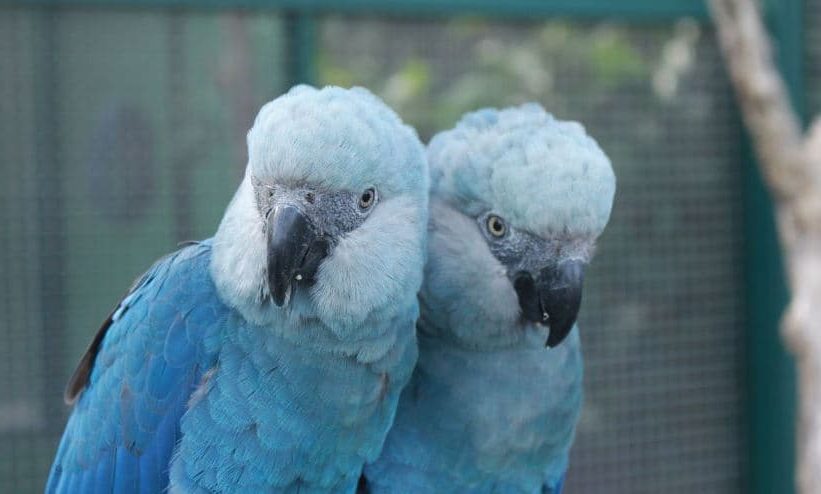 Arara de Spix, Ararinha-azul