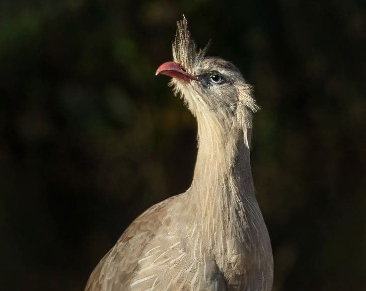Cariama Cristata Propriedades e Características da Chuña de Pés Vermelhos