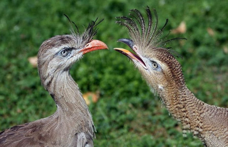 Cariama Cristata Propriedades e Características da Chuña de Pés Vermelhos