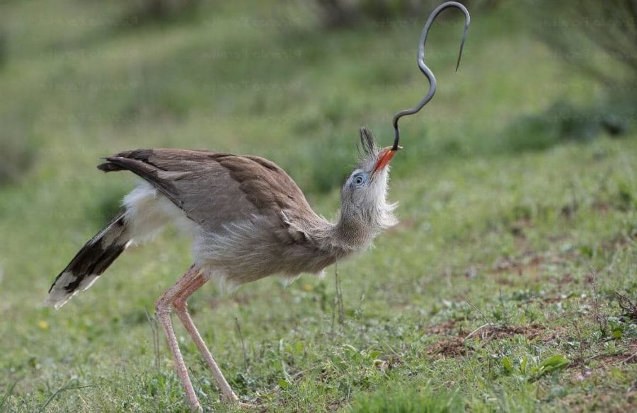 Cariama Cristata Propriedades e Características da Chuña de Pés Vermelhos