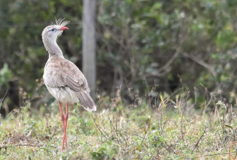 Cariama Cristata Propriedades e Características da Chuña de Pés Vermelhos