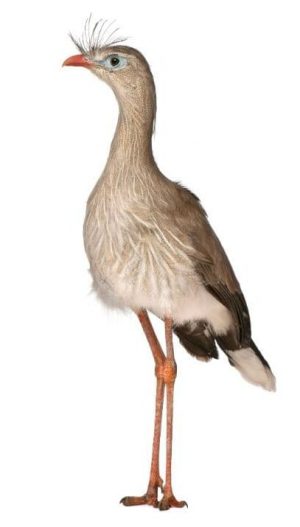 Cariama Cristata Propriedades e Características da Chuña de Pés Vermelhos