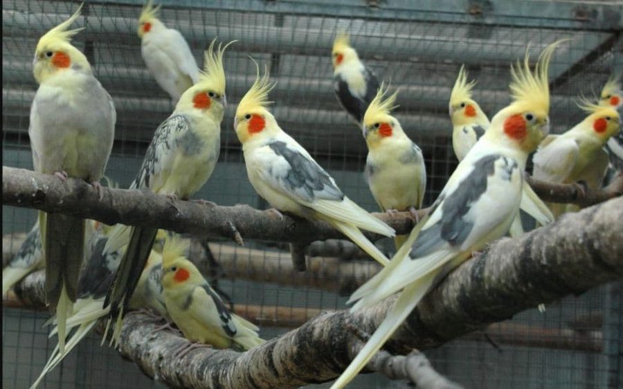 Catatua Ninfa (Nymphicus hollandicits)