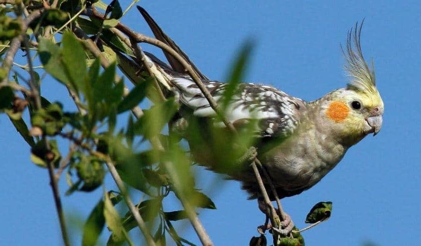 Catatua Ninfa (Nymphicus hollandicits)