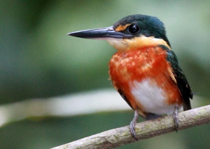 Martim-Pescador Anão, Chloroceryle aenea